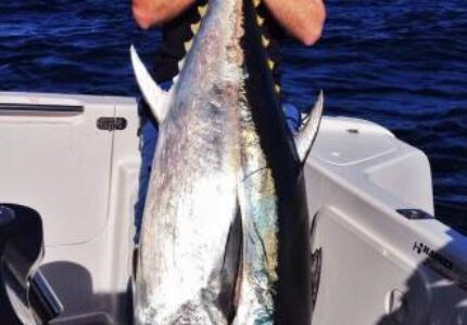 675 Offshore Lands Huge Bluefin Tuna